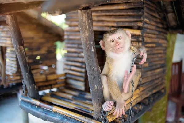 Close View Little Monkey Bamboo House — Stock Photo © luengo_ua #199760834