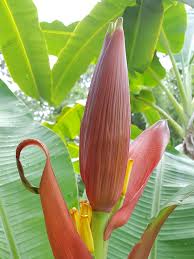 Image result for Musa ornata