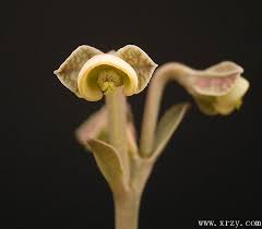 Image result for Monadenium pseudoracemosum