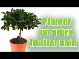 Quel arbre peut vivre en pot ? Comment Planter Et Entretenir Des Arbres Fruitiers Nains Pour Balcon Youtube