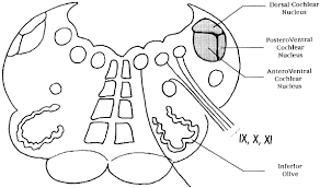We did not find results for: Functional Anatomy Of Auditory Brainstem Nuclei Application To The Anatomical Basis Of Brainstem Auditory Evoked Potentials Sciencedirect
