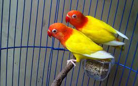 110 Ide Love Bird Burung Burung Cantik Warna