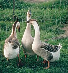 All About Heavy Goose Breeds Countryside Network Geese Breeds Backyard Poultry Sebastopol Geese