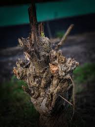 Image result for Calepitrimerus vitis