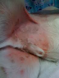 How can i tell if my dog is allergic to fleas? No Fur On My Dog S Butt And Chemicals On My Pet Virtuavet