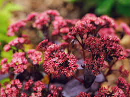 Beautiful fairy dreamy magic red small flowers. Reliable Foolproof Plants For Small Gardens Saga