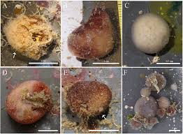 Image result for Beige Ceylog 1983 UMM