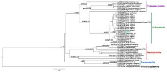 Image result for Mimosa 1988 Tracer