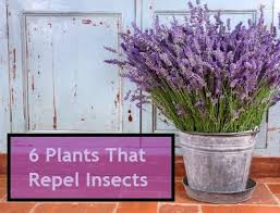 Check spelling or type a new query. 6 Plants To Keep Bugs Away Choc O Late N More