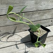 Image result for Euphorbia platycephala