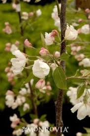 Maybe you would like to learn more about one of these? 16 Best Popular Michigan Trees Ideas Plant Catalogs Michigan Trees Monrovia Plants