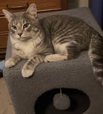 FOUND GRAY CAT, MARGALENE/ALEX AREA (26 JAN 2025) This VERY sweet intact  male cat was howling out