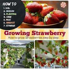 Only the roots should be under the soil. Growing Strawberry 7 How To Grow Strawberries Step By Step