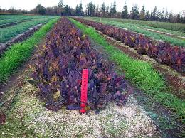 Image result for Maerua nervosa