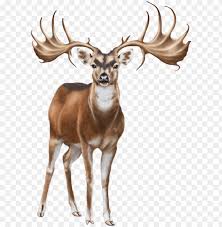 Deer Png Clip Art White Deer Png On Transparent Background Png Image With Transparent Background Toppng That's pretty new (contained by css color module level 4), but already implemented in larger browsers (sorry, no ie). deer png clip art white deer png on