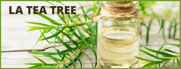 Huiles Essentielles Contre Les Punaises De Lit Huiles Essentielles Aromatherapie En 2020 Punaises De Lit Huiles Essentielles Huile