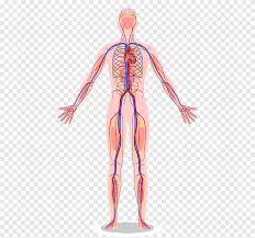 Functionally related organs often cooperate to form whole organ systems. Organ System Png Images Pngegg