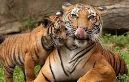 Image result