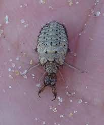 Antlion Larvae Unusual Animals Animals Unusual
