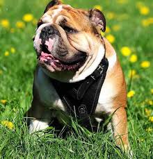 Check spelling or type a new query. English Bulldog Leather Padded Dog Harness Of Black And Brown Colors H1 1093 Walking Dog Harness English Bulldog Breed Harness English Bulldog Muzzle English Bulldog Collar 2021 Buy Now