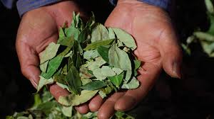 It is commonly snorted, inhaled as smoke, or dissolved and injected into a vein. La Feuille De Coca Au Perou Informations Terra Peru