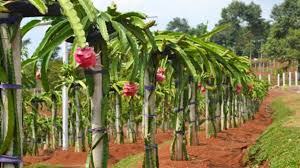 Oleh sebab itu melestarikan tanaman buah itu sangat penting namun tidak semua tanaman dapat berbuah dengan cepat, hal tersebut tergantung dari bagaimana cara pemeliharaan yang diterapkan. Cara Merawat Pohon Buah Naga Agar Cepat Berbuah