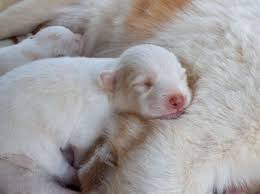 Woche Acht Bis Woche Zwolf Sozialisierungsphase Des Welpen