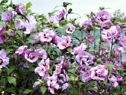 Image result for Hibiscus syriacus Violet Clair Double