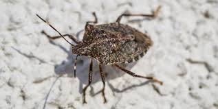 The soapy trap method works for a variety of other bugs as well, including fleas, so if you're dealing with invasions from other insects, this trap may help you get their population. What Attracts Stink Bugs To My House 6 Reasons They Come Inside