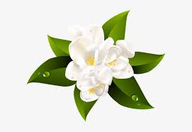 Collection of tropical flowers on transparent background elements hibiscus magnolia strelitzia plumeria and leaves. White Flower Transparent Clip Art Image Clear Background White Flower Png 600x482 Png Download Pngkit