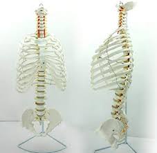 Damage to any of the tissues around the rib cage can be painful, and it can be difficult to determine if the problem is a bruised rib vs. Amazon Com A Medical Human Body Lumbar Spine Rib Cage Model Sports Outdoors