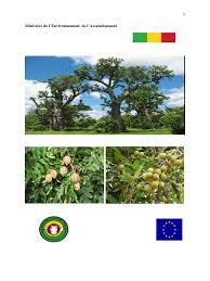 Image result for Landolphia bruneelii