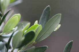 Olive Leaves Olive Leaf Tea Olive Leaf Organic Farming