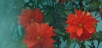 Image result for Aframomum spiroligulatum