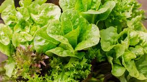 This will allow the plant to continue to grow. Lettuce Plant Care Growing Guide