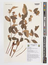 Image result for Synaptolepis alternifolia