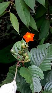 Image result for Mussaenda frondosa