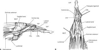 Image result for Elson Extensor Tendon Test