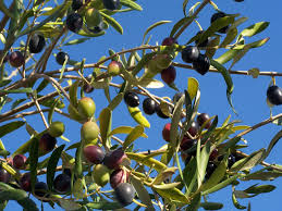 Olives Oliviere La Londe Les Maures Huile D Olive Olives