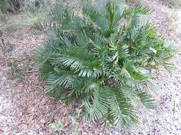 Image result for Grangea zambesiaca