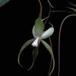 Image result for Aerangis stelligera