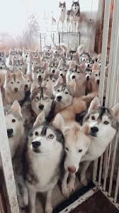 Die neuesten tweets von csi (@husky_indonesia). Cute Dog Videos Video Cute Husky Puppies Cute Baby Animals Cute Dogs