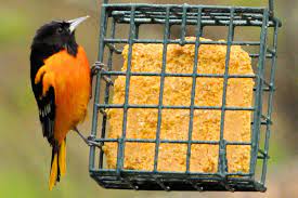 How to clean oriole feeders? Easy Oriole Bird Feeding Tips For Your Yard