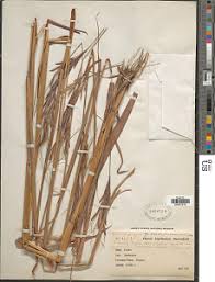 Image result for Diheteropogon filifolius
