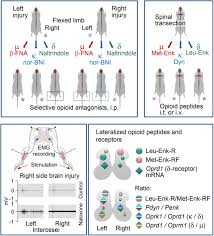 We did not find results for: Left Right Side Specific Neuropeptide Mechanism Mediates Contralateral Responses To A Unilateral Brain Injury Eneuro