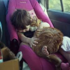 Travel Snuggle Kitty Kedi Kedi Esprileri Hayvan