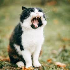 Gunaydin Uyanamayanlar Bu Pazartesiler Ne Kadar Cabuk Geliyor Degil Mi Bol Eglenceli Bir Hafta Olsun Monday Motivation Marconlab Ins Cats Animals Marcon