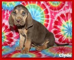 American bully pups for sale. Bloodhound Puppies For Sale In Bowling Green Kentucky Classified Americanlisted Com