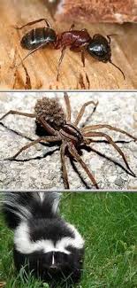 That's why at ipm pest control we exclusively use unmarked vehicles to ensure your privacy. 10 Get Pest Control Services Ideas Pest Control Services Pest Control Pests