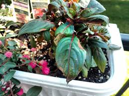 Too much sun will produce plants with pale and burnt leaves and flowers that are small and hidden in the foliage. Ask A Question Forum New Guinea Impatiens Garden Org